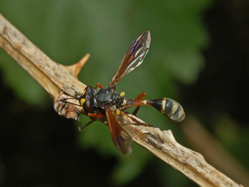 Physocephala del gruppo 